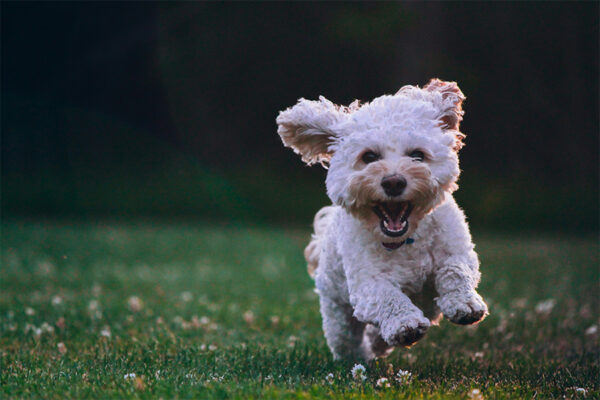 Fluffy dog running happily in a grassy field.